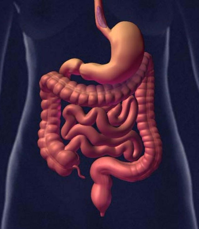 Покажи картинки желудка. ЖКТ человека. Желудочно-кишечный тракт человека.