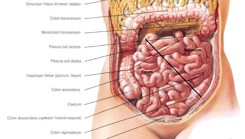 Строение кишечника у женщин схема с названиями фото