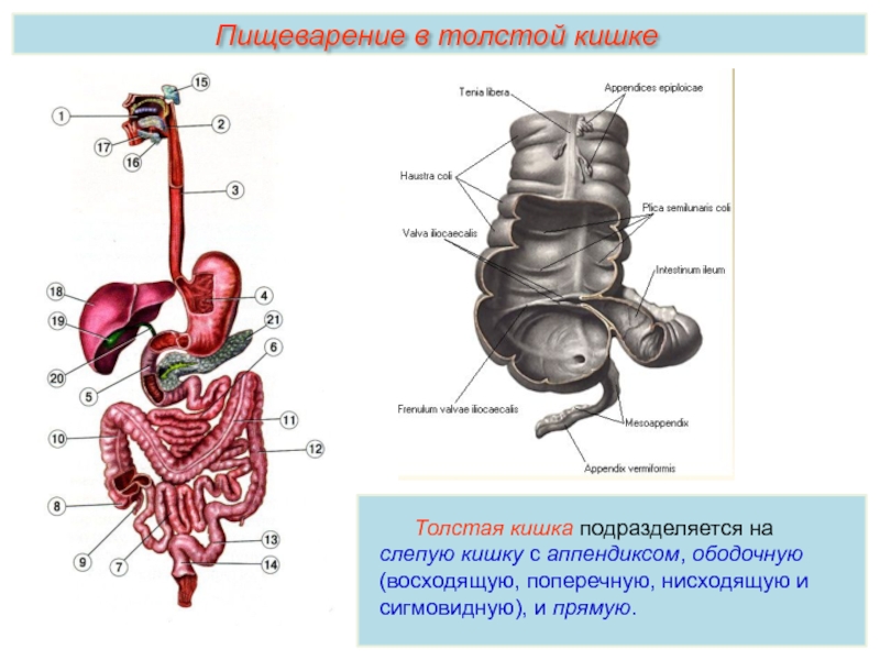 Строение кишечника схема