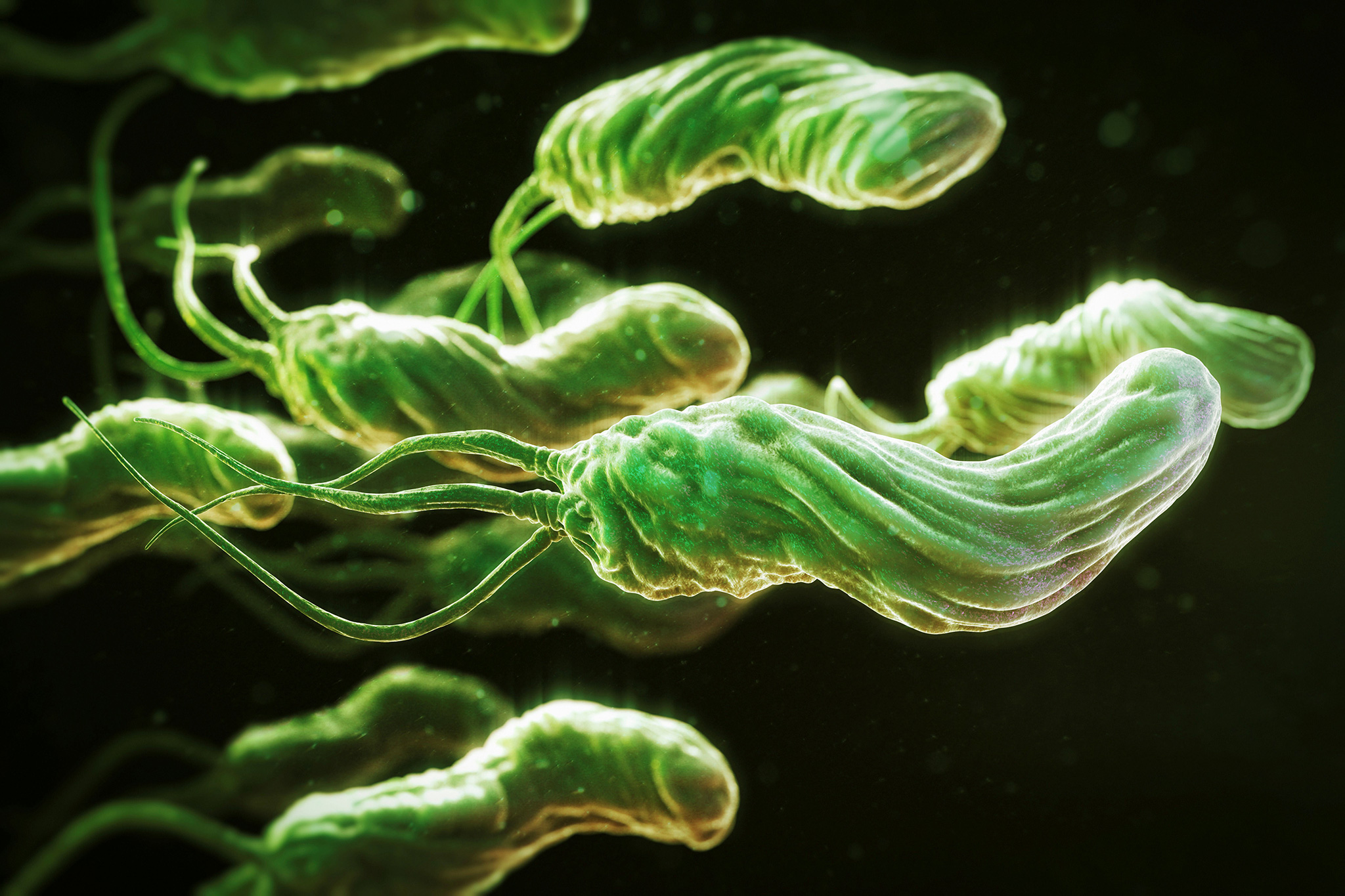 Helicobacter pylori. Хеликтеробактерипилори что это. Инфицированность хеликобактер.