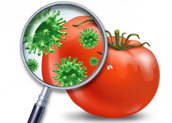 Бактерии на помидоре