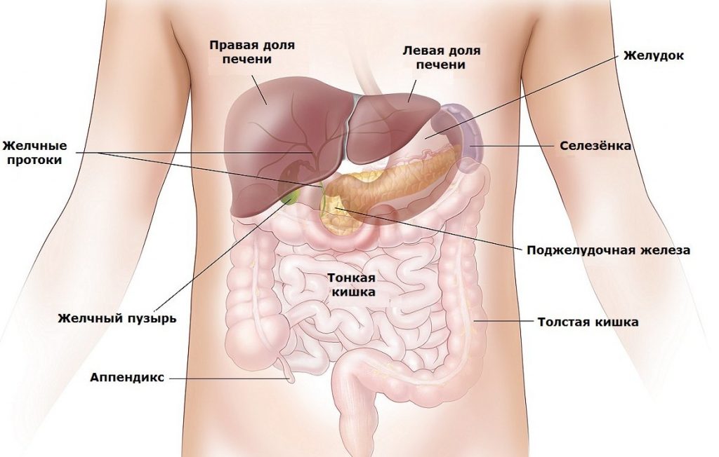 Органы брюшной полости фото женщины с описанием