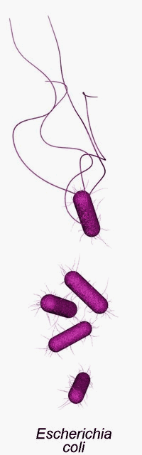 e.coli animated