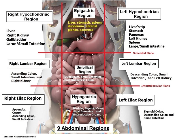 organs in nine abdominal regions, anatomy, nursing school