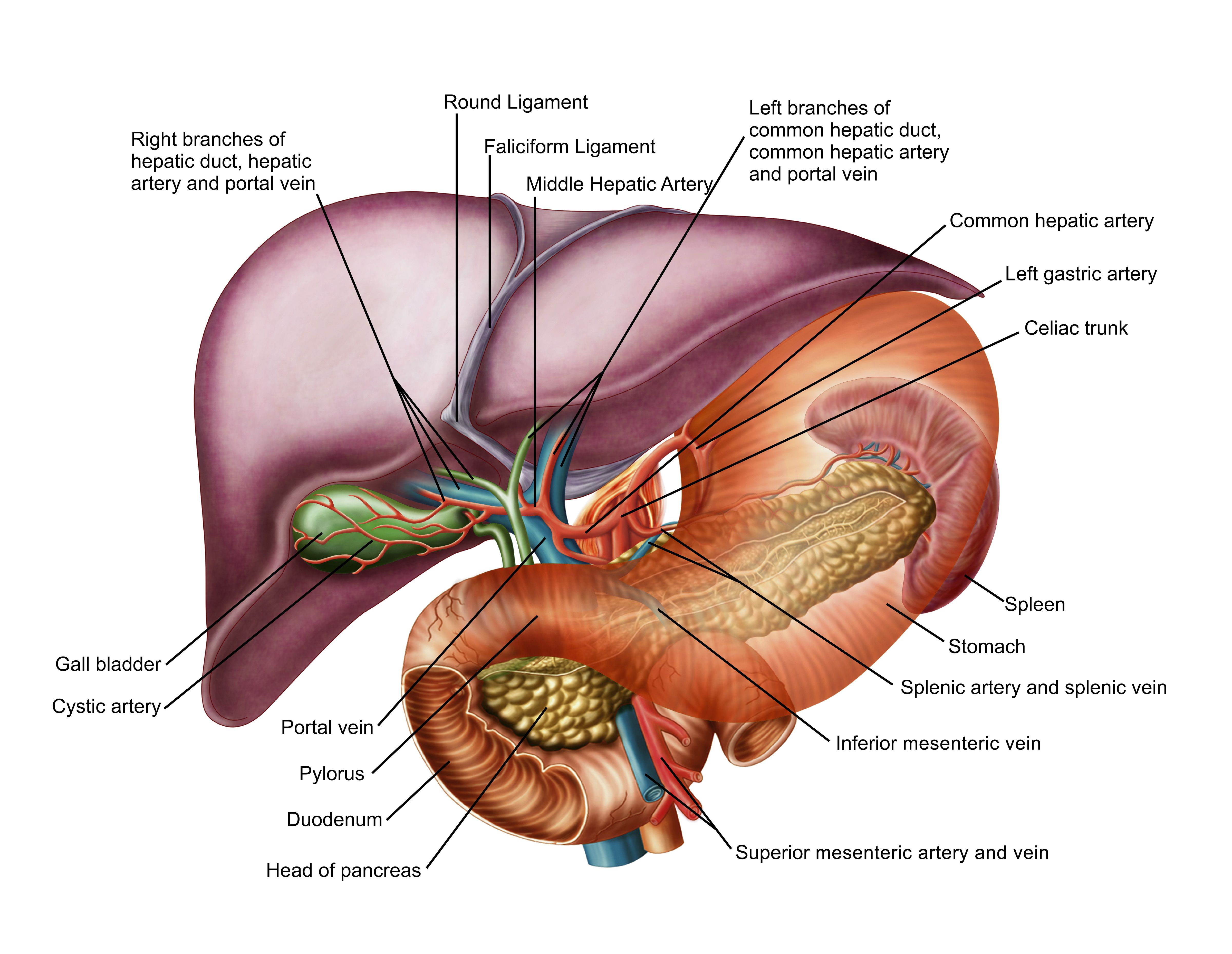 Сердце почка селезенка. Печень селезенка поджелудочная анатомия. Анатомия селезенки висцеральная поверхность. Желчный пузырь анатомия. Селезенка анатомия топография.